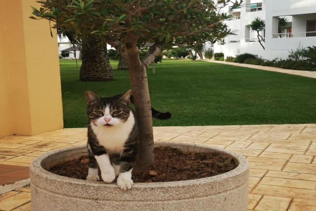 Casa En Urb. Con La Piscina Mas Grande De Javea. Εξωτερικό φωτογραφία